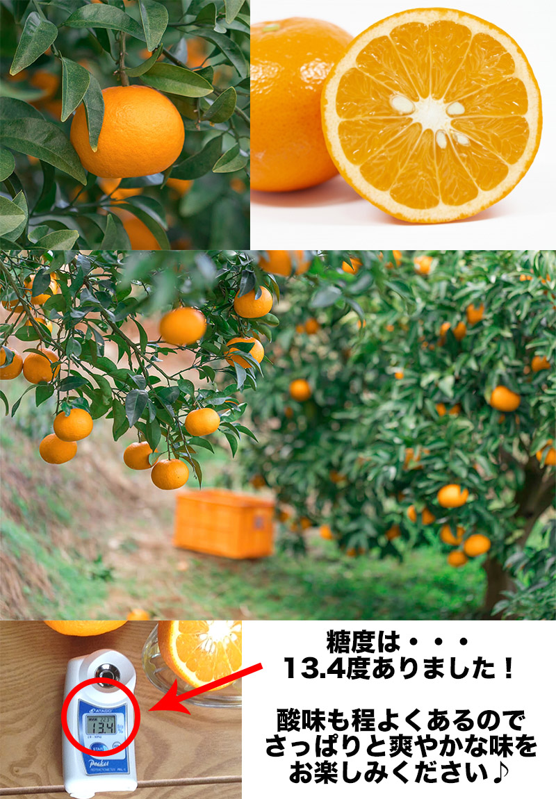 紅甘夏 みかん 10Kg 送料無料 鹿児島県産 秀品 Lサイズ 10kg