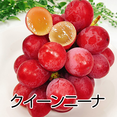 ぶどう シャインマスカット 晴王 送料無料 岡山県産 シャイン