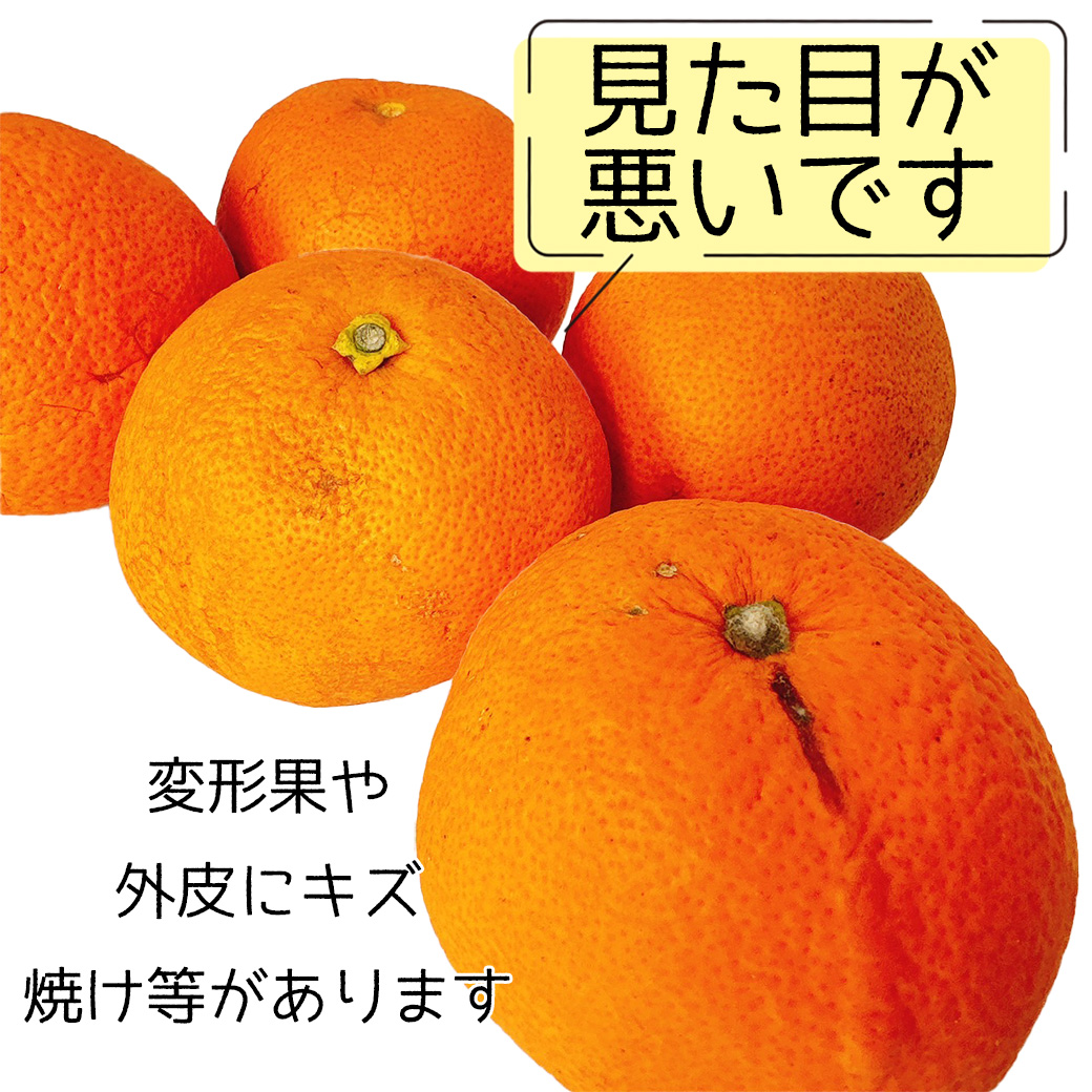さつき はっさく 紅八朔 みかん ご家庭用 5kg箱 大玉 3L〜4L
