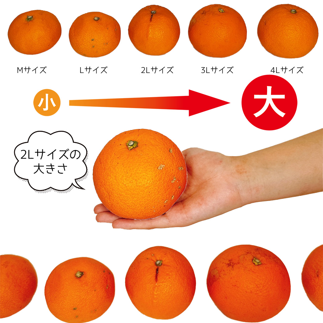 新品入荷 はっさく さつき 紅八朔 3L〜4L 大玉 5kg箱 ご家庭用 みかん 果物