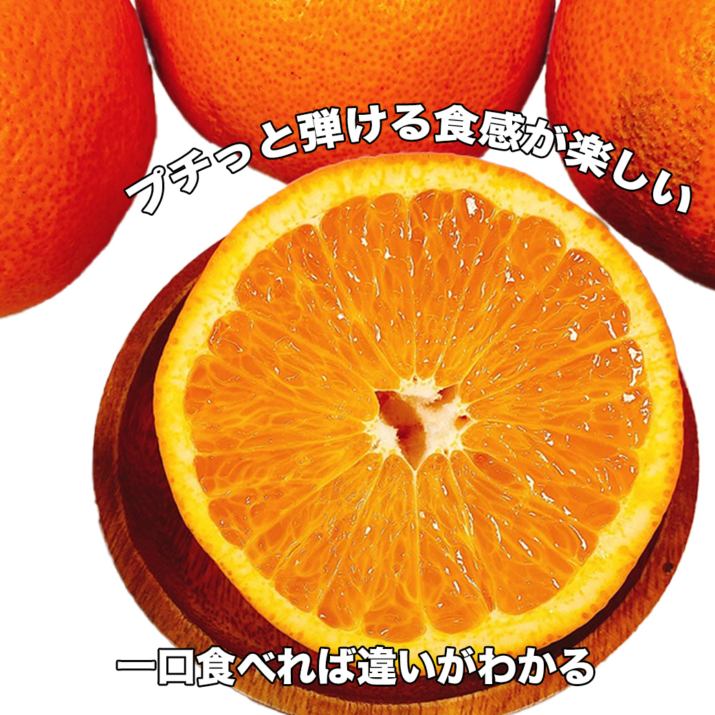 4大産地の最上級みかん4種詰め合わせ(和歌山 SQ・愛媛 味ピカ