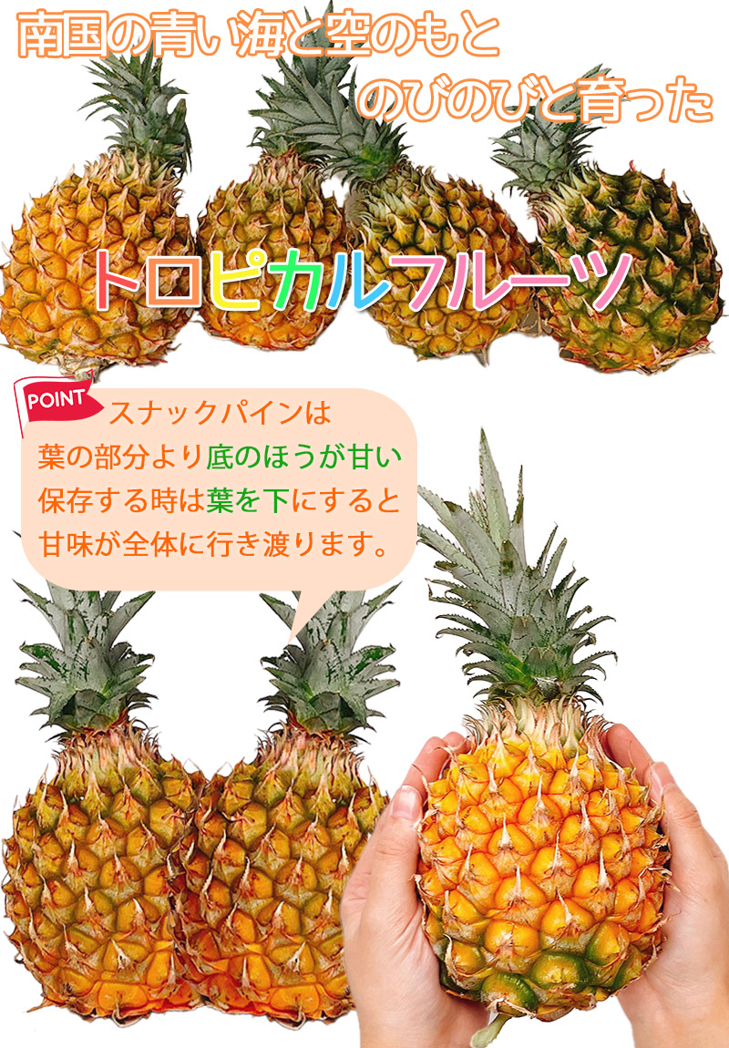 パイナップル パイン スナックパイン 島パイン 沖縄県産スナックパイン