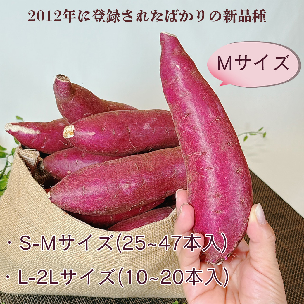 さつまいも 5kg 中-大サイズ 送料無料 シルクスイート 茨城県 または