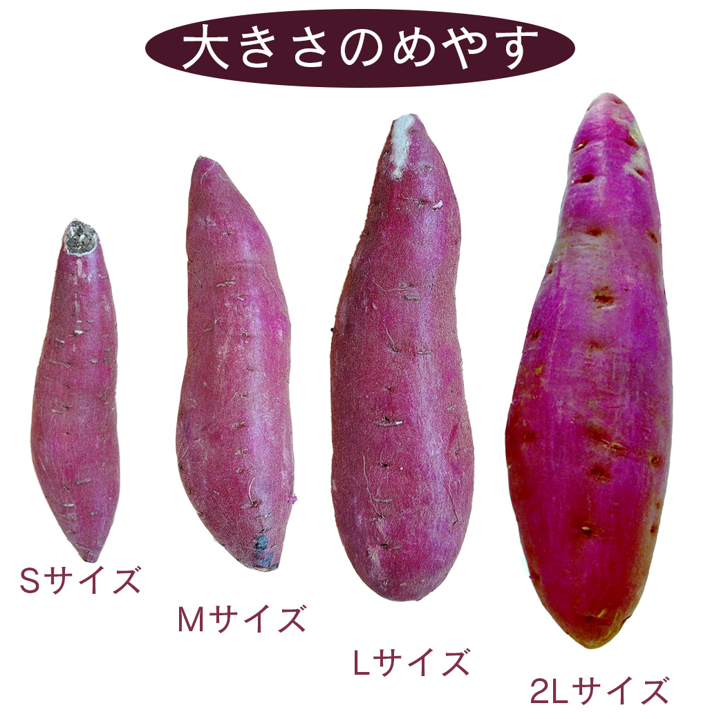 さつまいも 5kg 中-大サイズ 送料無料 シルクスイート 茨城県 または