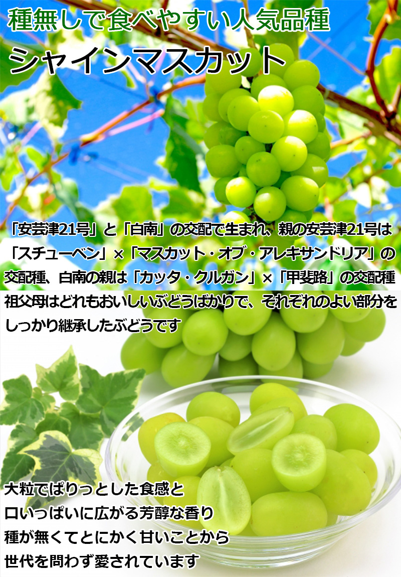 りんご 洋梨 ぶどう セット お歳暮 贈り物 ギフト シナノスイート と