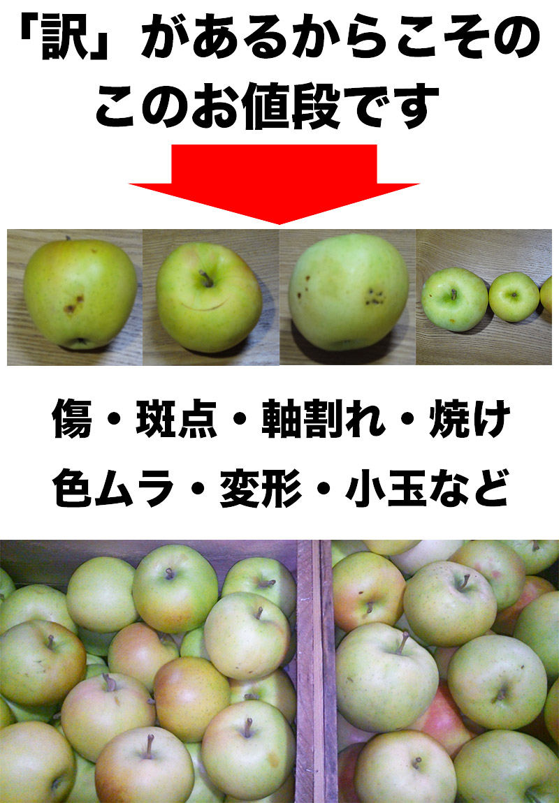 青森県産りんご　トキ③食べきりサイズ