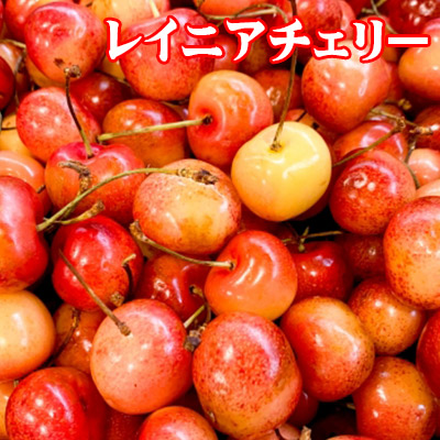 お中元 さくらんぼ アメリカンチェリー カナダ産 超大粒 2kg
