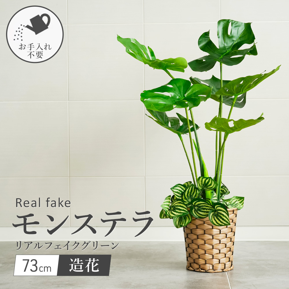 モンステラ