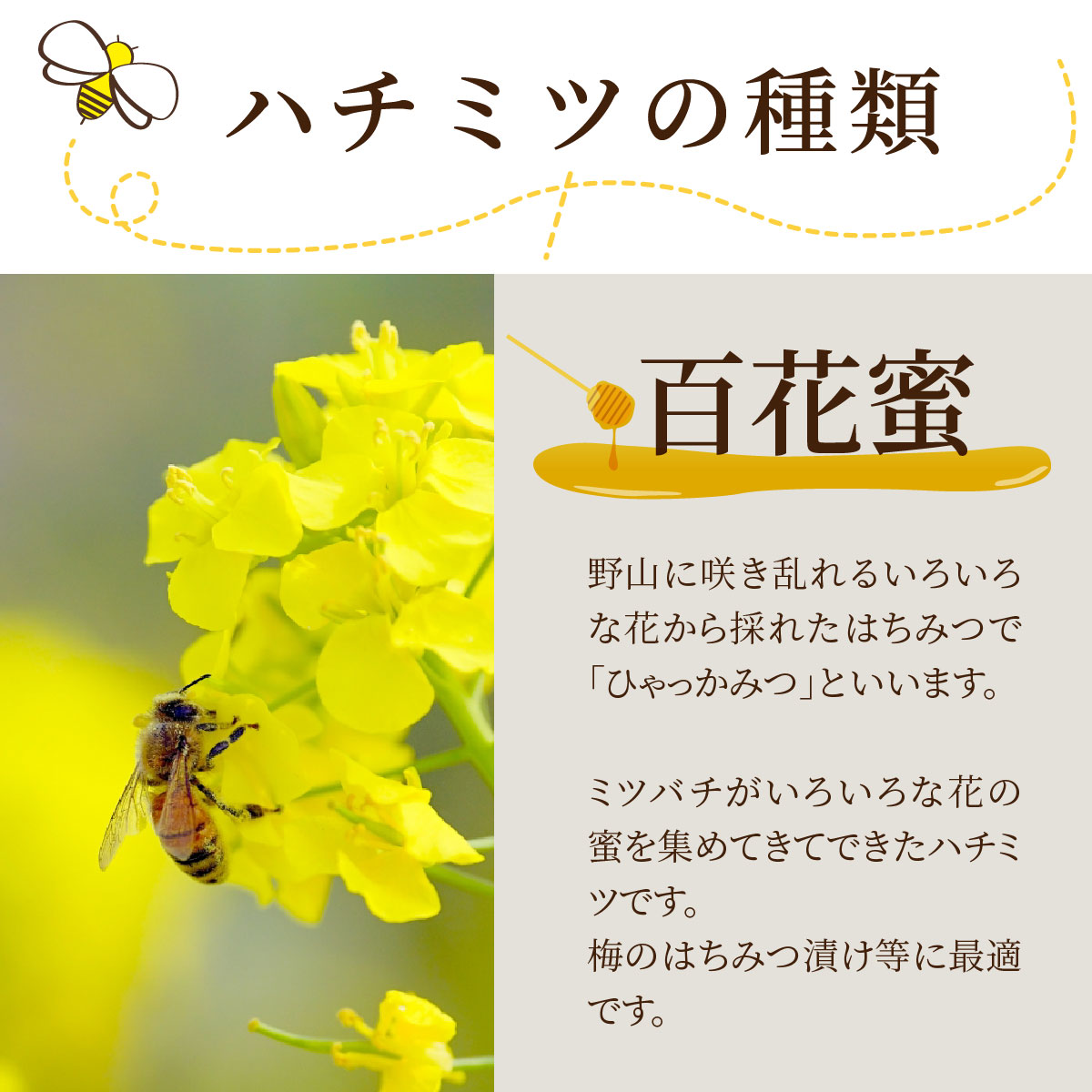 ꫛꫀꪝ✧‧˚トッポ５０個、国産純粋蜂蜜１２００g２本 送料無料】国産 純粋はちみつ 小 1200g : ダルム健康堂 - 通販