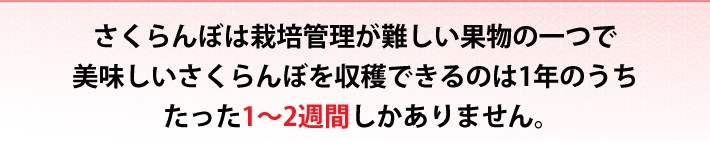 予約品 送料 税込価格 アミノ酸 ミネラル栽培 サクランボ 佐藤錦1kｇ M Lサイズ Sakuranbo1 伊達水蜜園 通販 Yahoo ショッピング