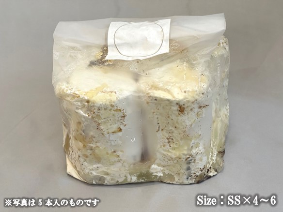 エノキ植菌カワラ材 SS×4〜6本set 加水不要 dda クワガタ 産卵木