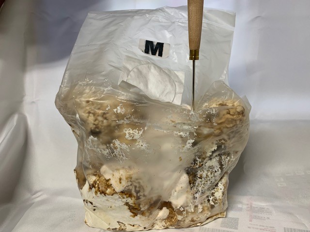 エノキ植菌カワラ材 SS×4〜6本set 加水不要 dda クワガタ 産卵木