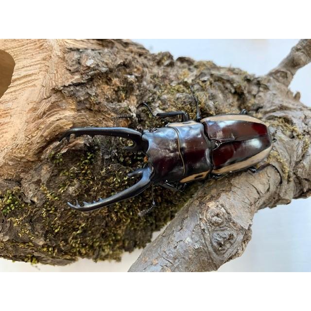 【標本】ビゾンノコギリクワガタ　西パプア州産　72.7ミリ　野外品 ビソンノコギリクワガタ 標本 - メルカリ