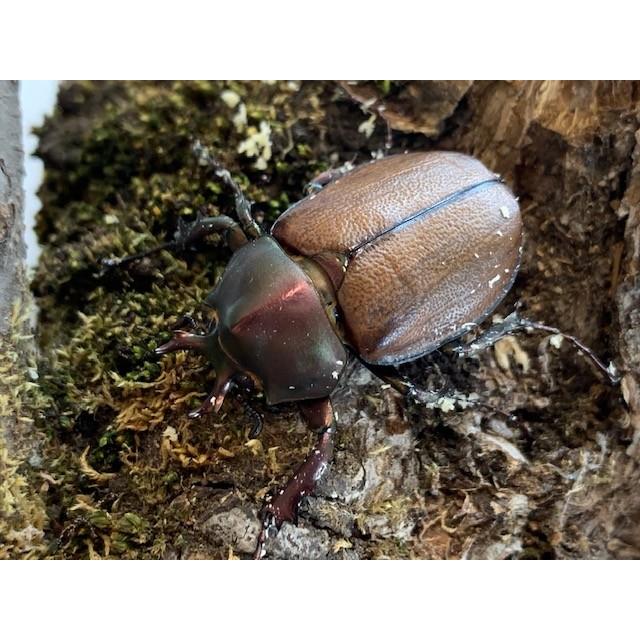 マルガリータヒナカブト　ペア 即ブリ】マルガリータヒナカブト【ペア】 | 外国産カブトムシ 成虫 | 極