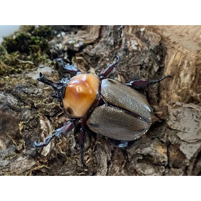 ヨツボシヒナカブト 成虫ペア ヨツボシヒナカブト 成虫 ペア プレゼント付き dda ヒナカブト