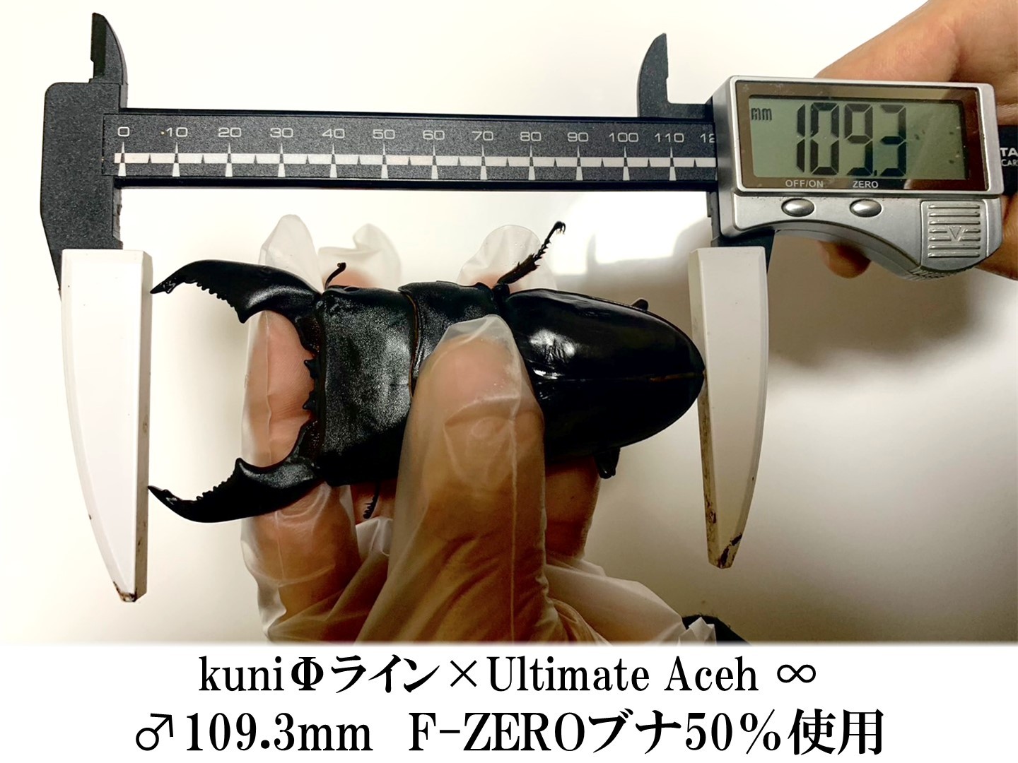 BREED　１１００菌糸ビン　１０本　Effy【80〜90sUSA】様 F-ZERO(ブナ50%) 3200 dda クワガタ 菌糸ビン 菌糸瓶 幼虫 エサ