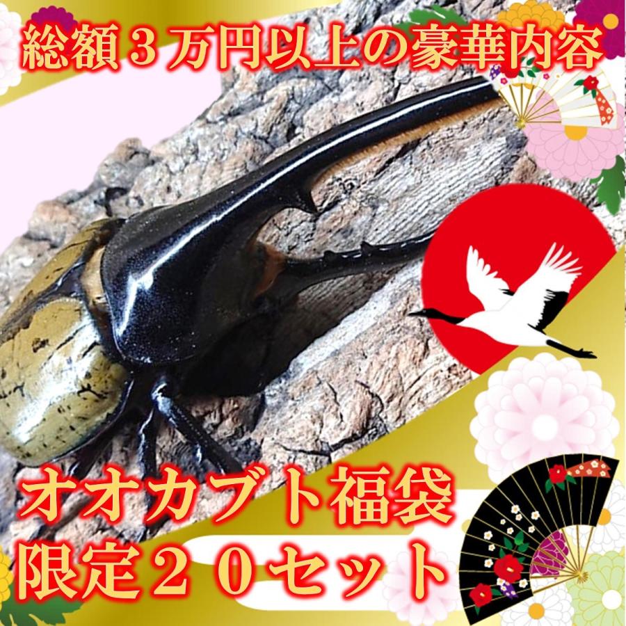 オオヒラタ福袋 （スマトラオオヒラタ成虫ペア+各種ヒラタ成虫ペア+飼育用品） dda クワガタ 生体 : fuku-1 : DDAism ヤフー店 -  通販 - Yahoo!ショッピング