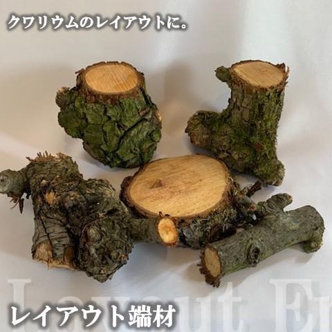 チリ産AA+水苔 500g 超圧縮タイプ dda クワガタ カブトムシ 昆虫 マット : mizukoke500g : DDAism ヤフー店 -  通販 - Yahoo!ショッピング