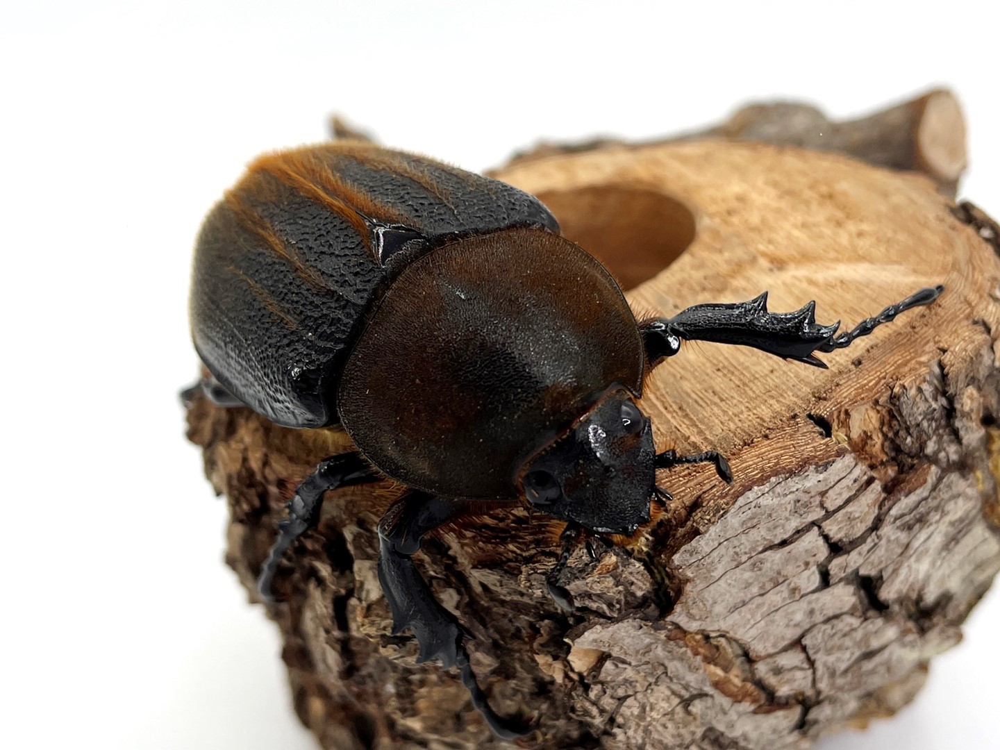 ヘラクレスオオカブト 成虫 ペア ♂115〜119mm プレゼント付き dda