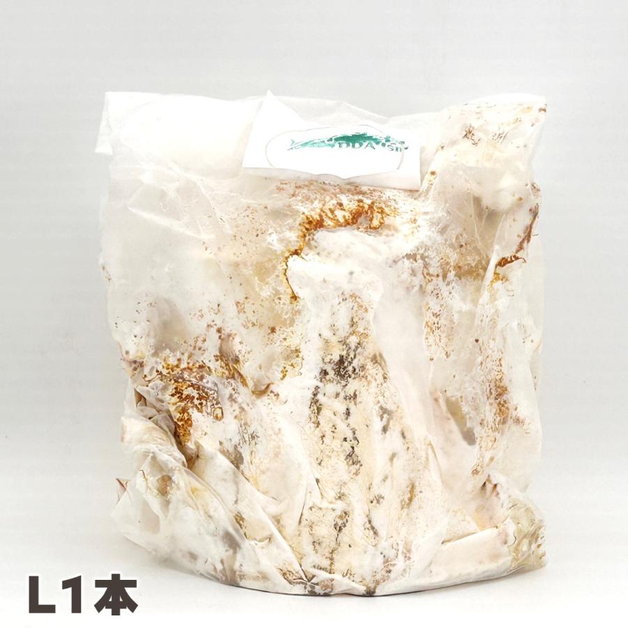１０本！ Ｌ×５本 Ｍ×５本 クヌギ 土埋め レイシ 霊芝 産卵材 柔らか仕上げ レイシ産卵棒 1本入り | KPW公式オンラインショップ