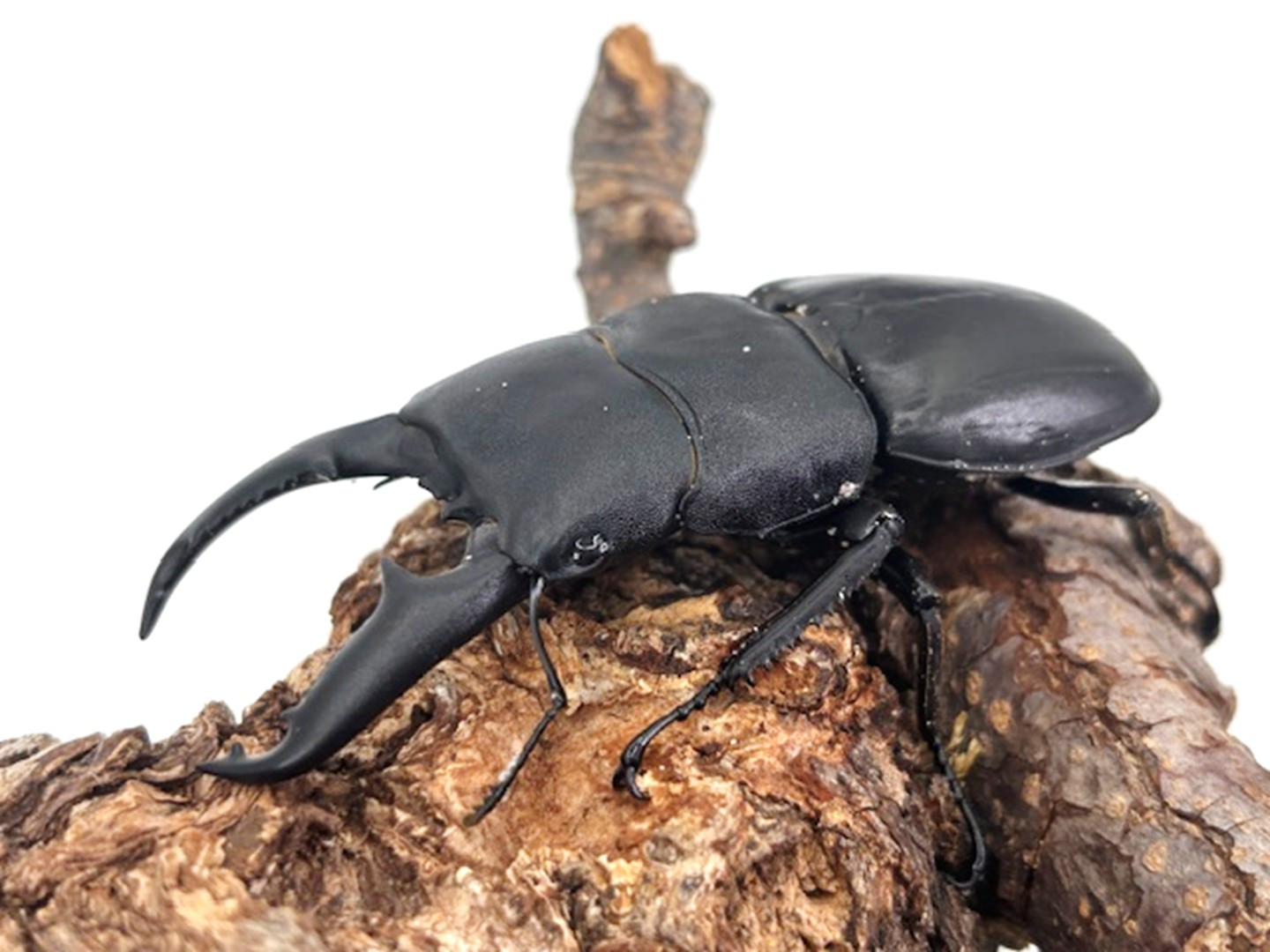 パラワンオオヒラタクワガタ 成虫 ♂101mm ♀48mmペア　 Amazon | パラワンオオヒラタクワガタ 成虫 ペアLサイズ（オス90