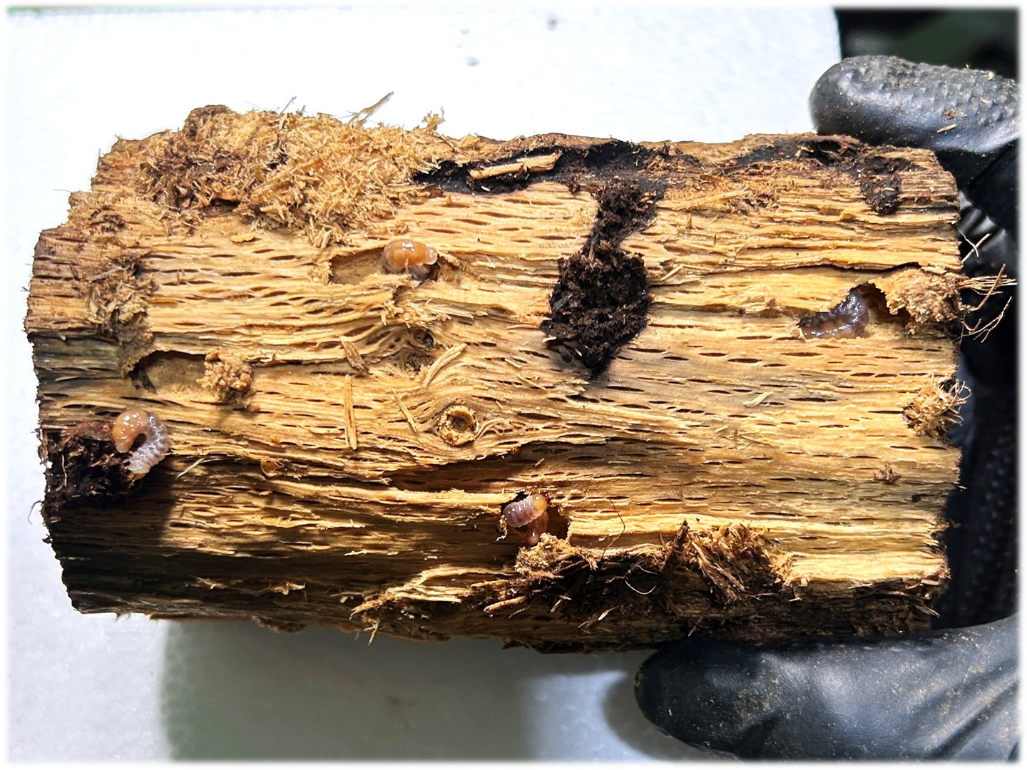 インドグランディスオオクワ 1セット1本 22個採卵実績 『超熟』バイオ