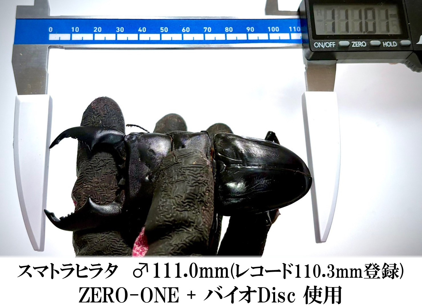 ギネス2冠 ZERO-ONE ブロック 万能型菌糸 dda クワガタ 菌糸ビン 菌糸