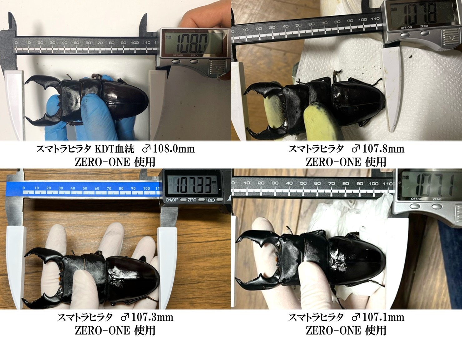 ギネス2冠／ZERO-ONE 1500 万能型菌糸 dda クワガタ 菌糸ビン 菌糸瓶