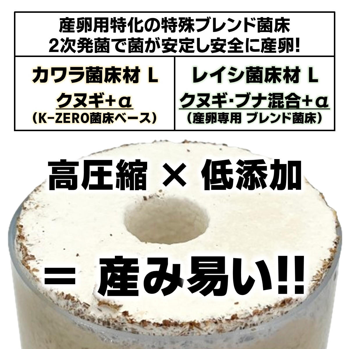 タランドゥスオオツヤ 1♀54個採卵 カワラ菌床材L 加水,下処理不要