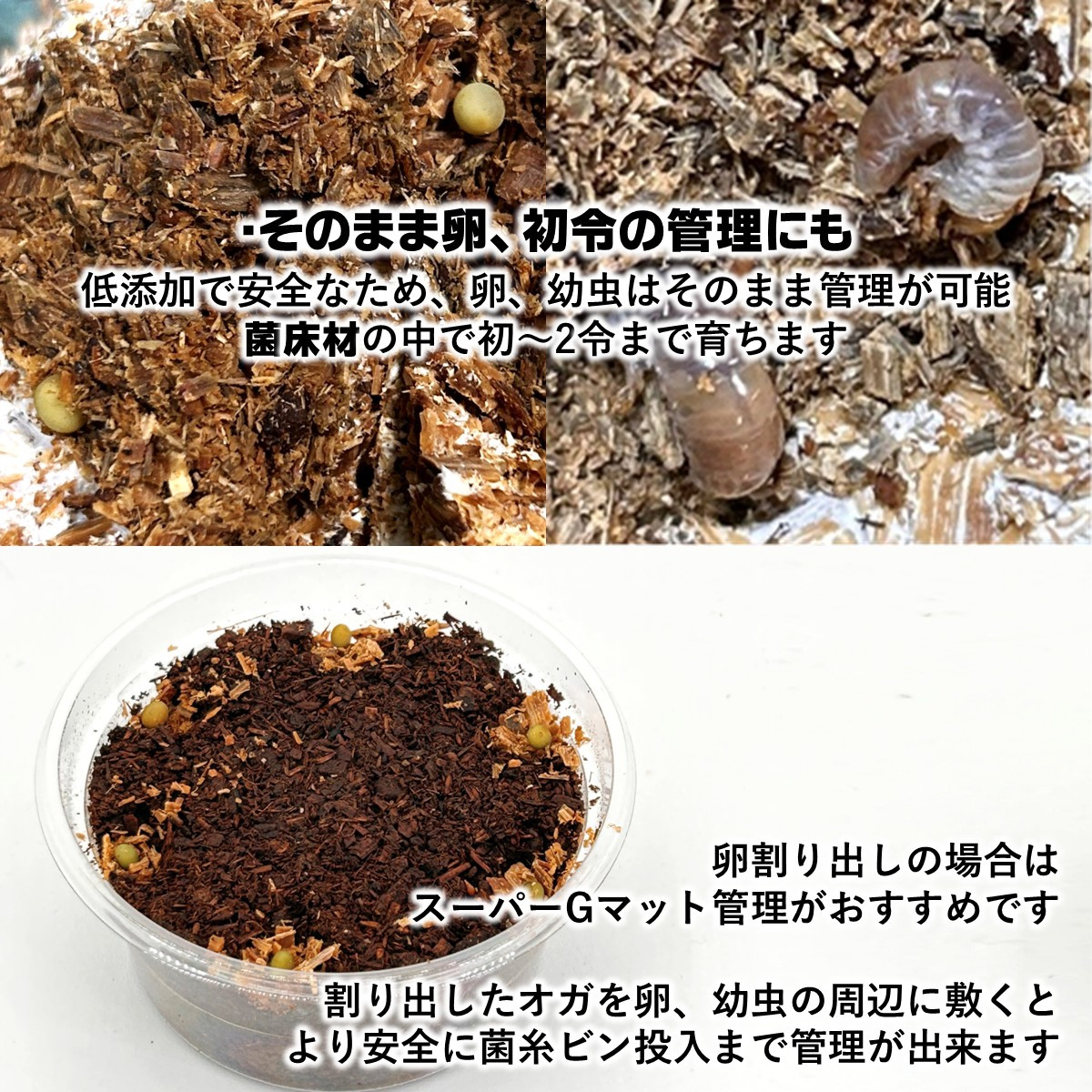 タランドゥスオオツヤ 1♀54個採卵 カワラ菌床材L 加水,下処理不要