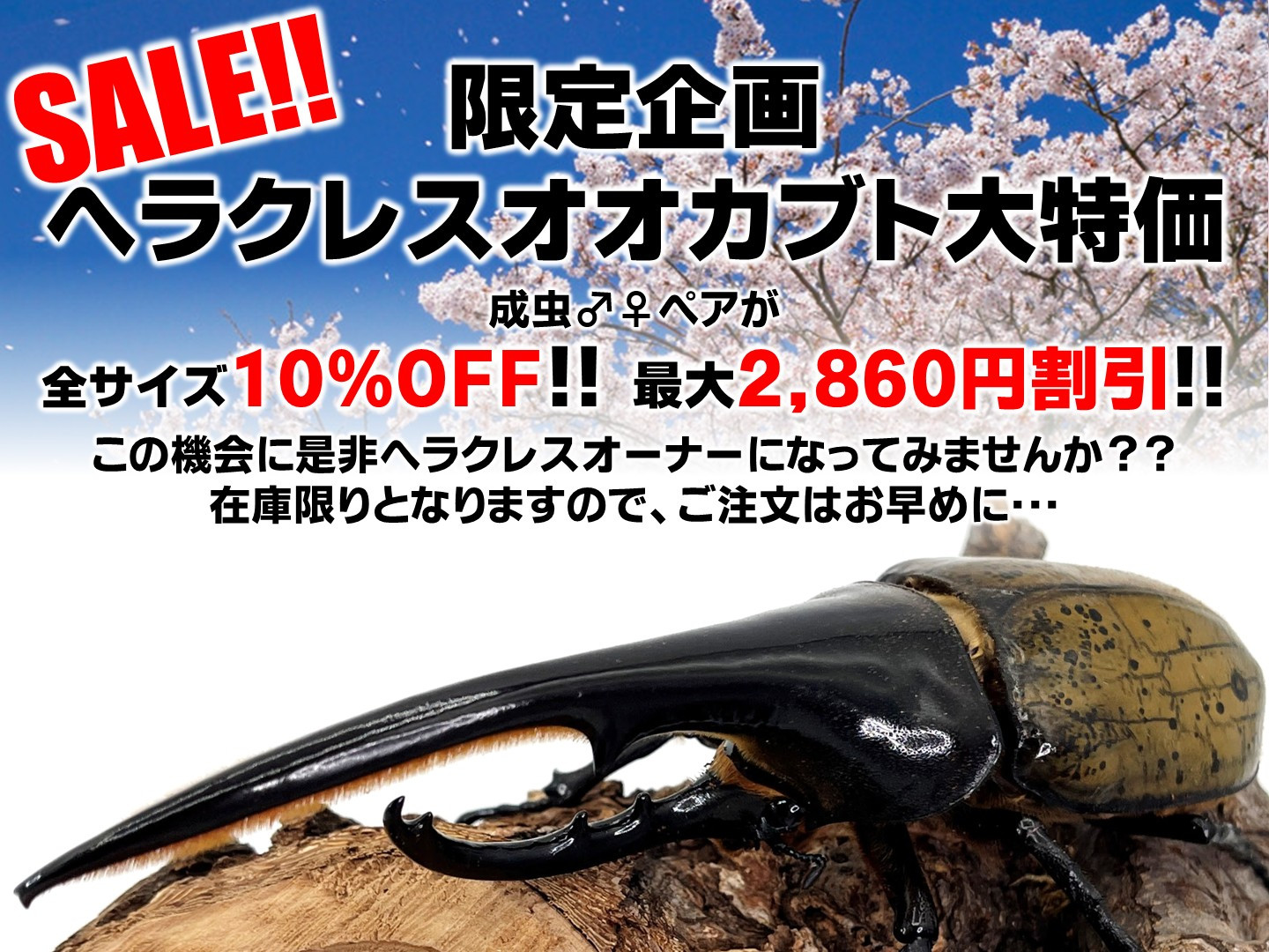【値下げ】ヘラクレス 成虫ペア ヘラクレスヘラクレス成虫ペア