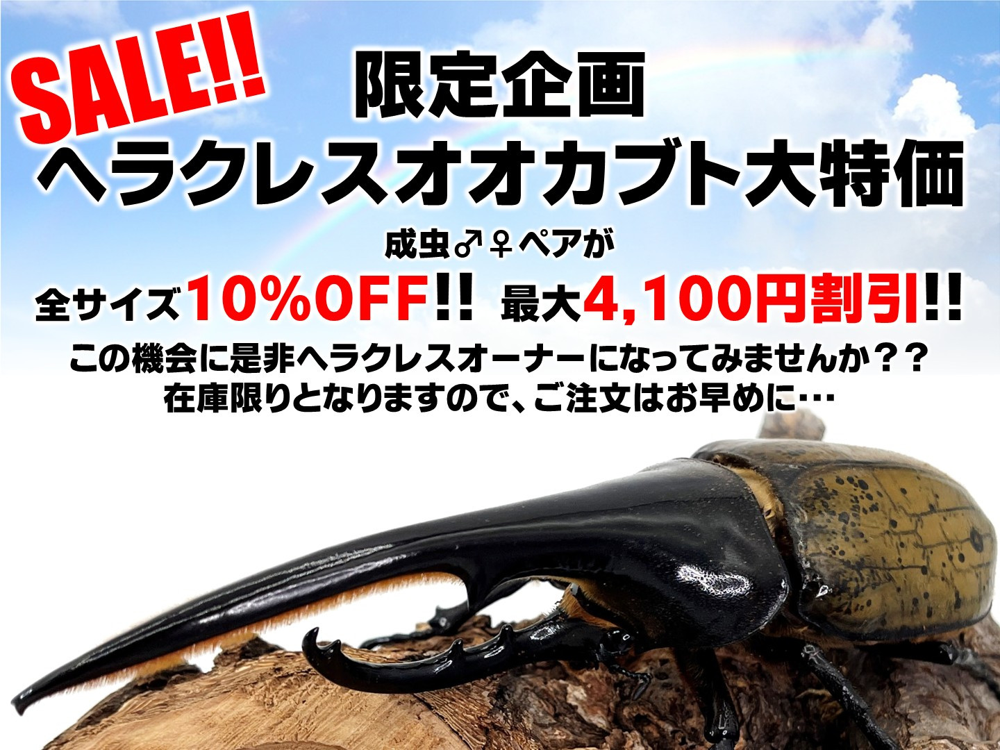 10％OFF！最大4,100円割引／ヘラクレスオオカブト 成虫 ペア ♂115