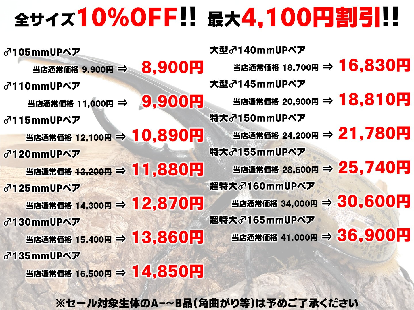 10%OFF!最大4,100円割引/ヘラクレスオオカブト 成虫 ペア ♂115 10%OFF!最大4,100円割引/ヘラクレスオオカブト 成虫 ペア ♂115