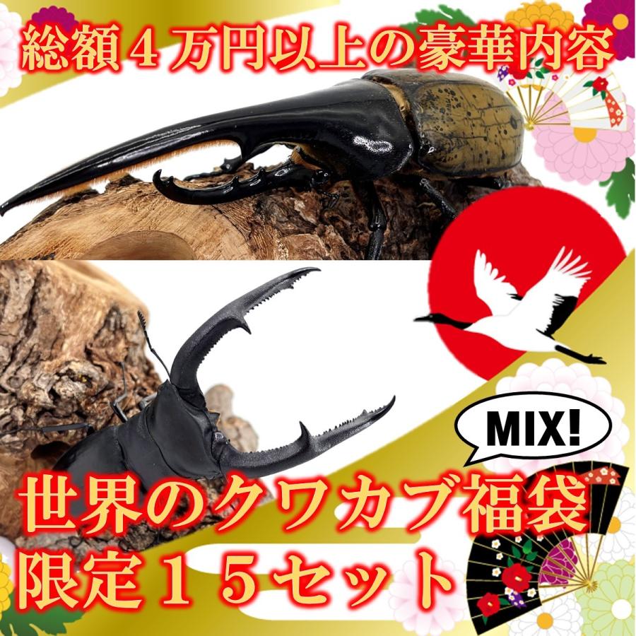 オオヒラタ福袋 （スマトラオオヒラタ成虫ペア+各種ヒラタ成虫ペア+飼育用品） dda クワガタ 生体 : fuku-1 : DDAism ヤフー店 -  通販 - Yahoo!ショッピング