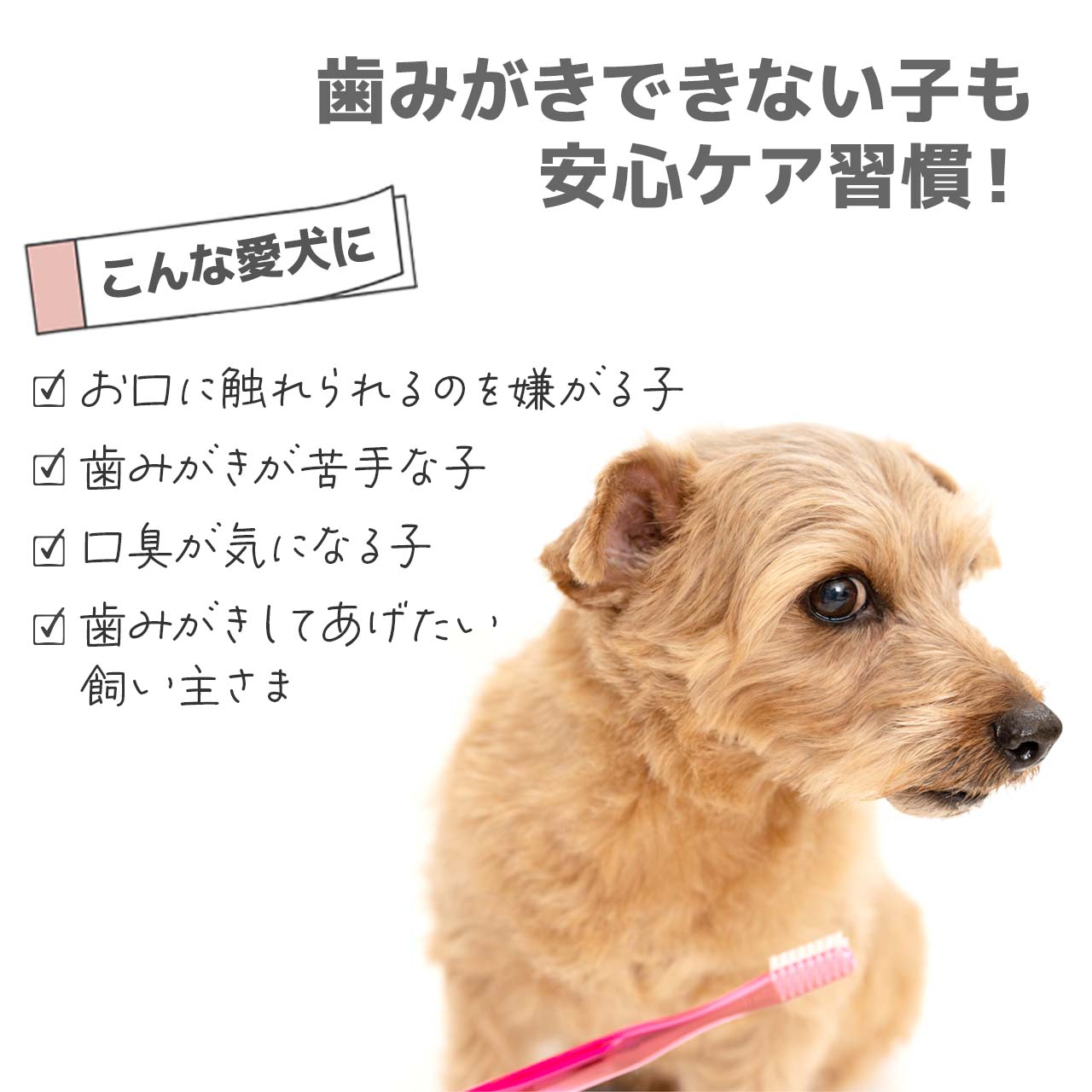 犬 液体歯磨き トーラス ボーダン 240ml 日本製 完全無添加 防腐剤