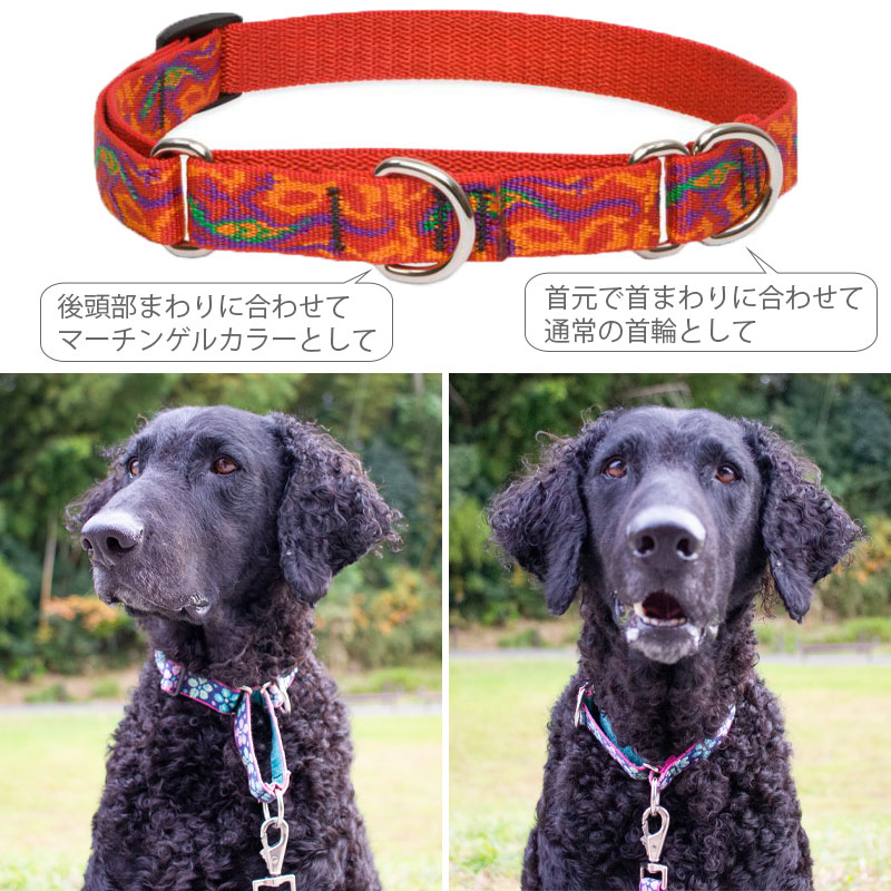 マーチンゲールカラー Lupine ルパイン コンボカラー 2.5cm幅 L 大型犬