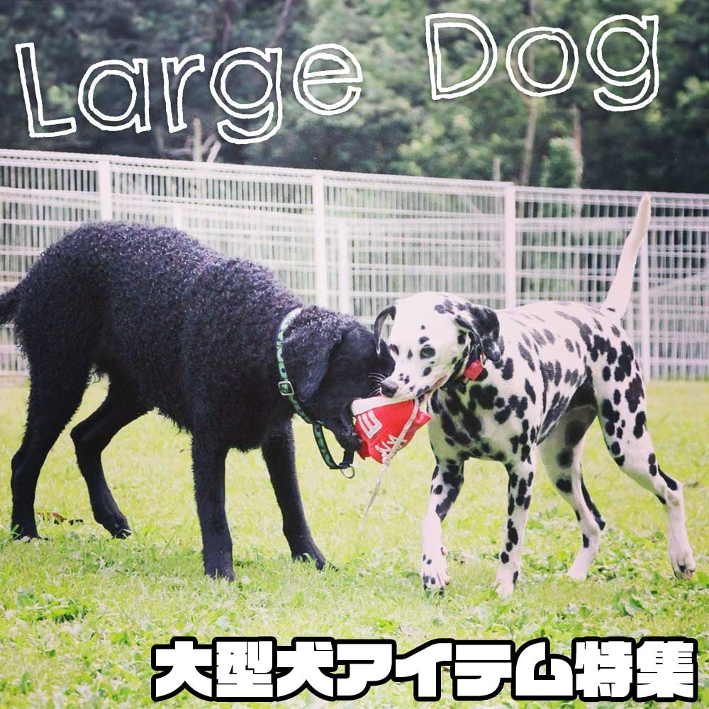 largedog-sqr.jpg