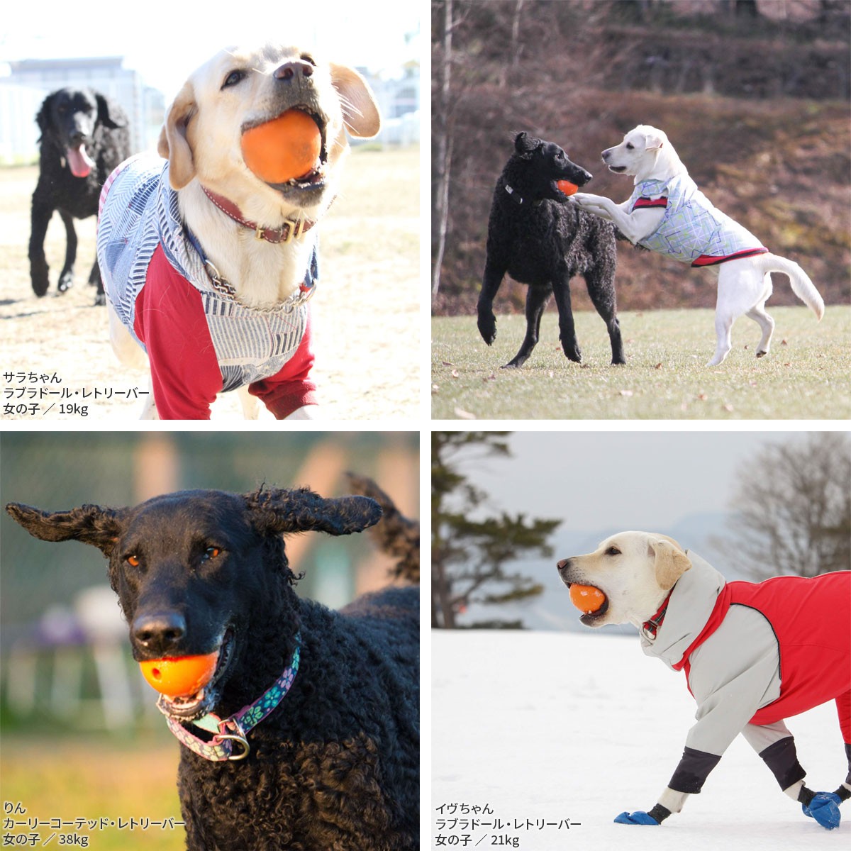 犬用おもちゃ Planet Dog オービータフ スクイークボール 中華のおせち贈り物 投げるおもちゃ 水に浮く 直径約7 6cm レトリーブ プラネットドッグ 音のなるおもちゃ