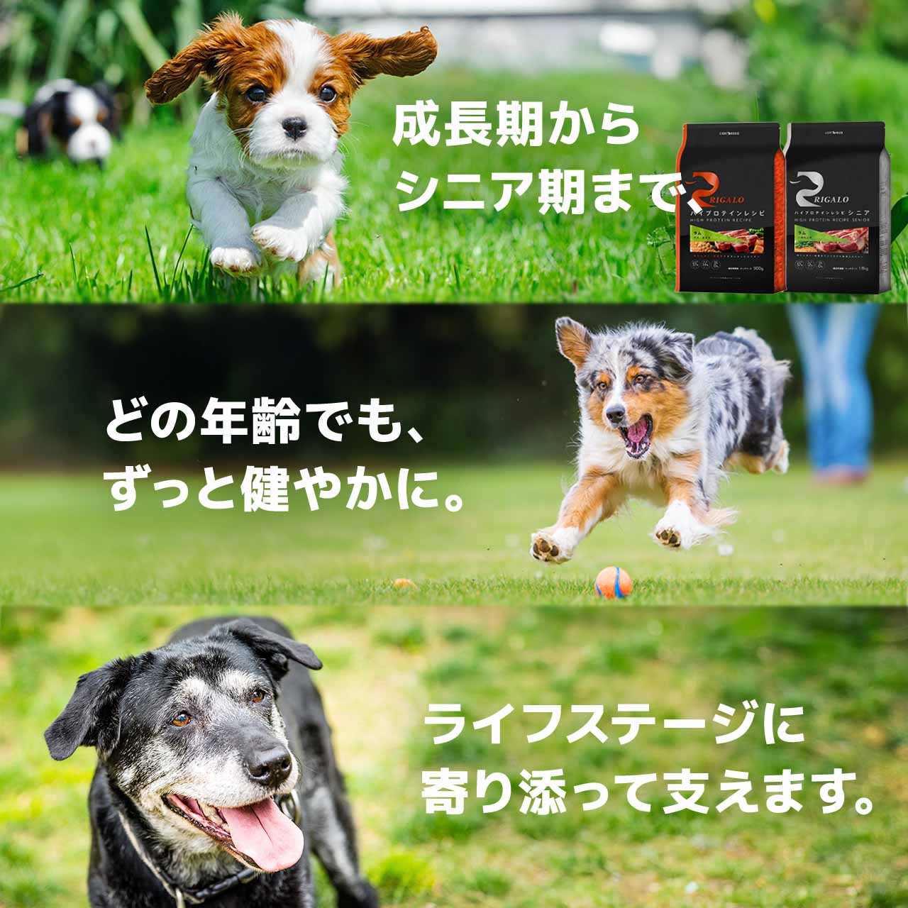 リガロ（RIGALO） ドッグフード フィッシュ シニア 900g 7歳以上用