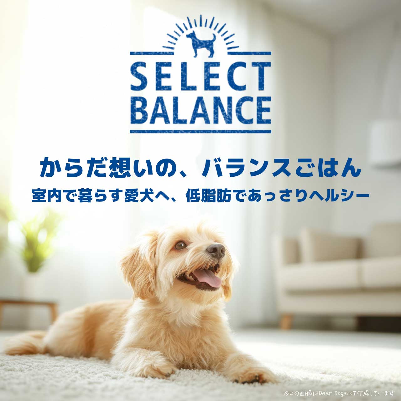 SELECT BALANCE 【訳あり】【クーポンで10%OFF】期限2026/08 シニア犬 