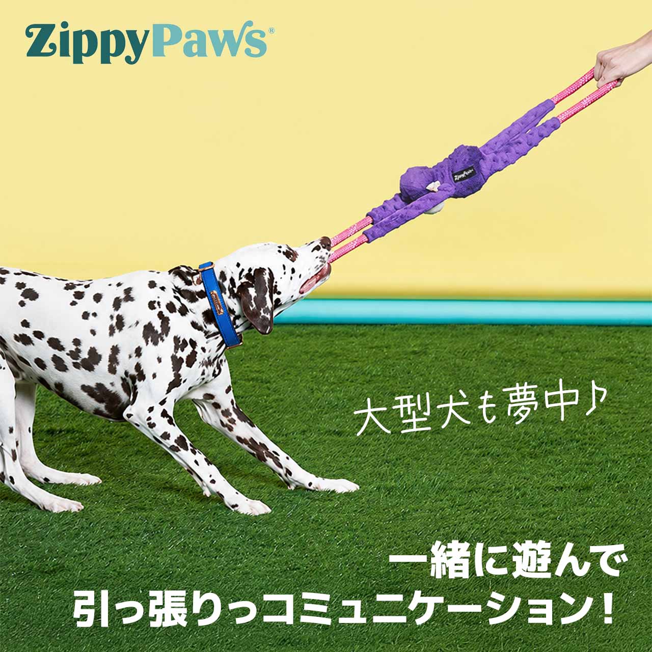 犬用おもちゃ 引っ張りっこ ZippyPaws モンキーロープタグ パープル