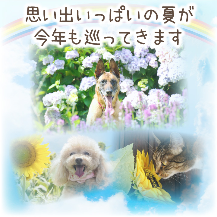 ペット仏具 夏のお供えセット あじさい ひまわ...の詳細画像1