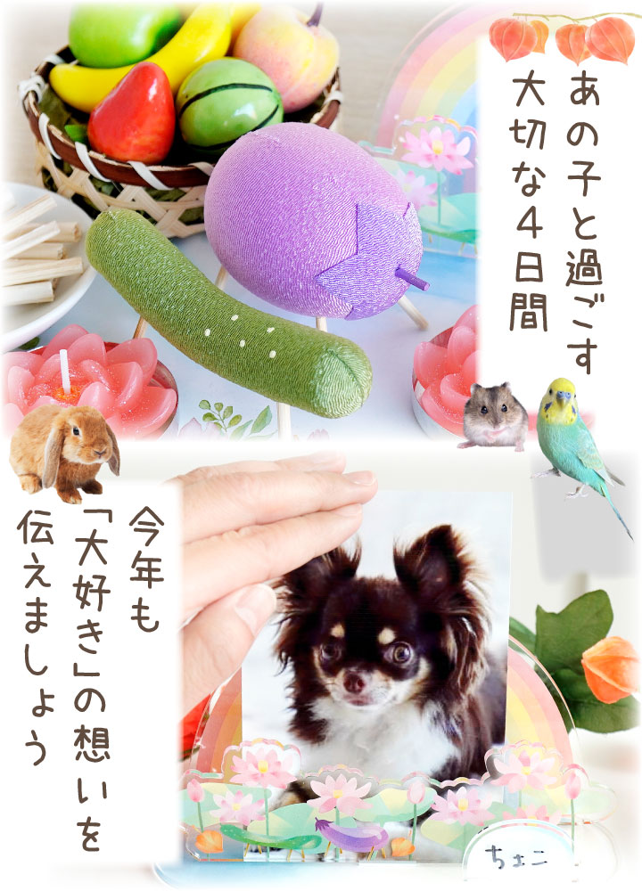 【10%OFF】ペット お盆 お迎えセット 新盆 初盆 ちりめん 精霊馬 セット 初めてでも安心 13点 お盆飾り お供え 関連画像4