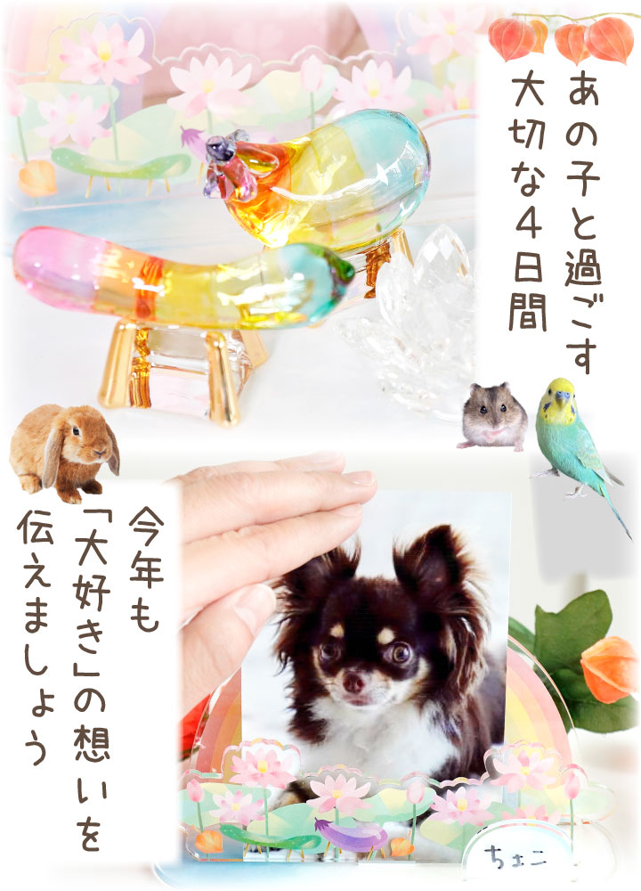 【1000円OFF】ペット お盆飾り お迎えセット きらきら クリスタル 精霊馬 蓮 10点 お供え 新盆 初盆 お盆 セット 関連画像4