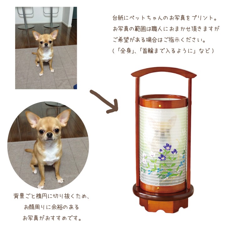 ペット盆提灯 写真入り 盆飾り ペット用 新盆 初盆 お盆 盆用品 ペット供養 ちょうちん 桔梗（ききょう）_6