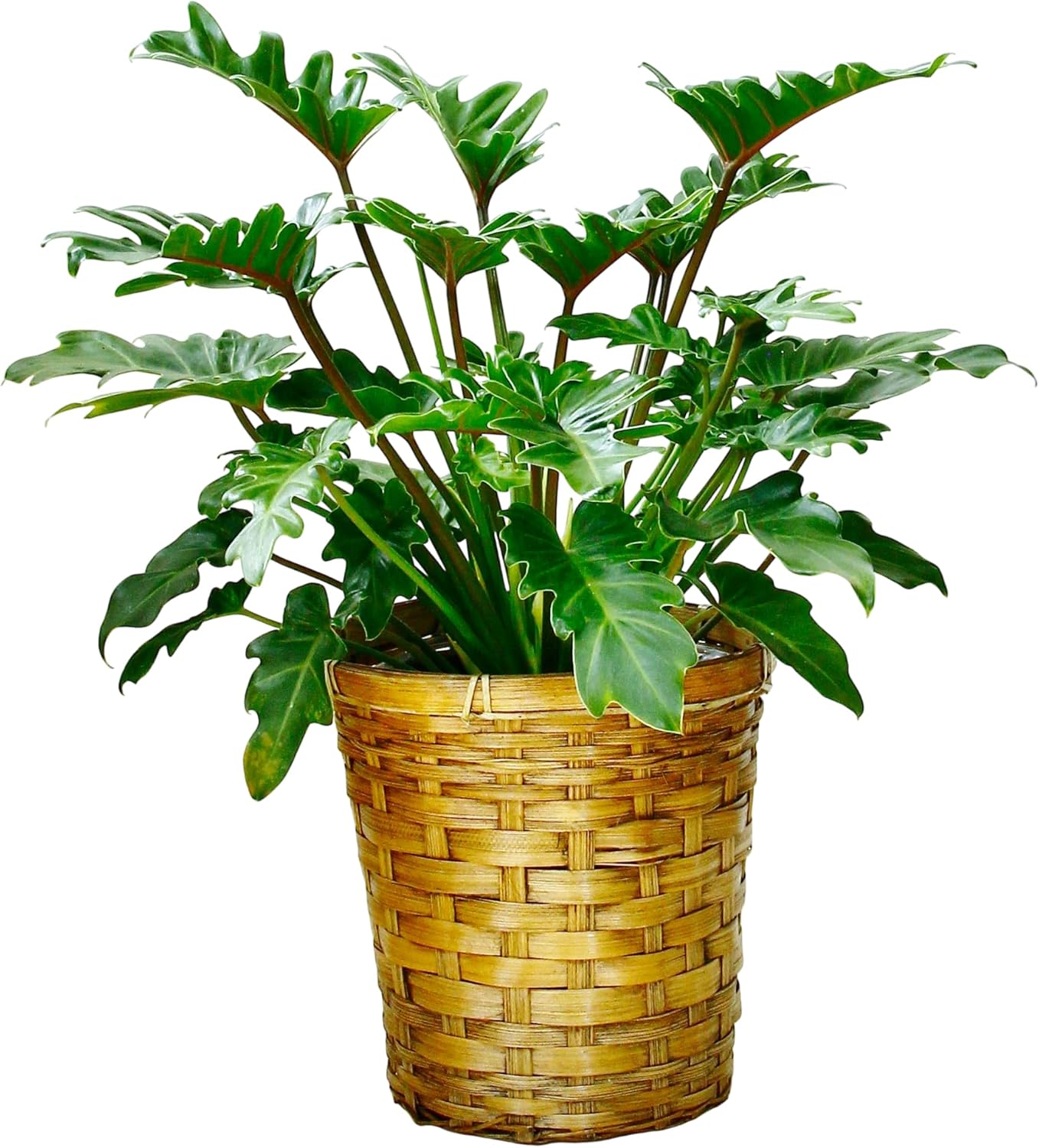 クッカバラ（観葉植物） | 花、ガーデニング のおすすめ人気商品一覧