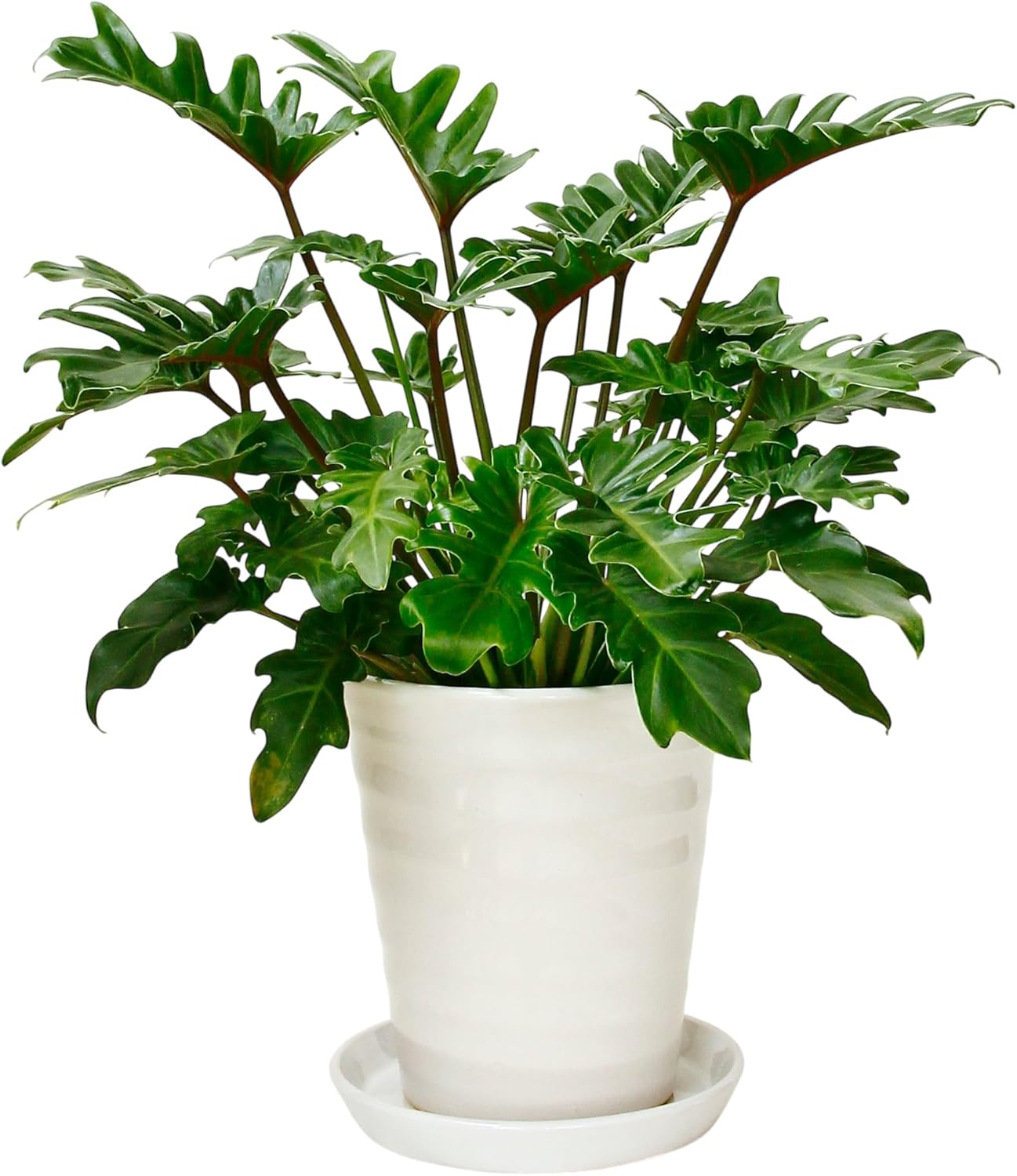 現品1点物です。幹上がりタイプのクッカバラ白陶器鉢入り クッカバラ（観葉植物） | 花、ガーデニング のおすすめ人気商品一覧