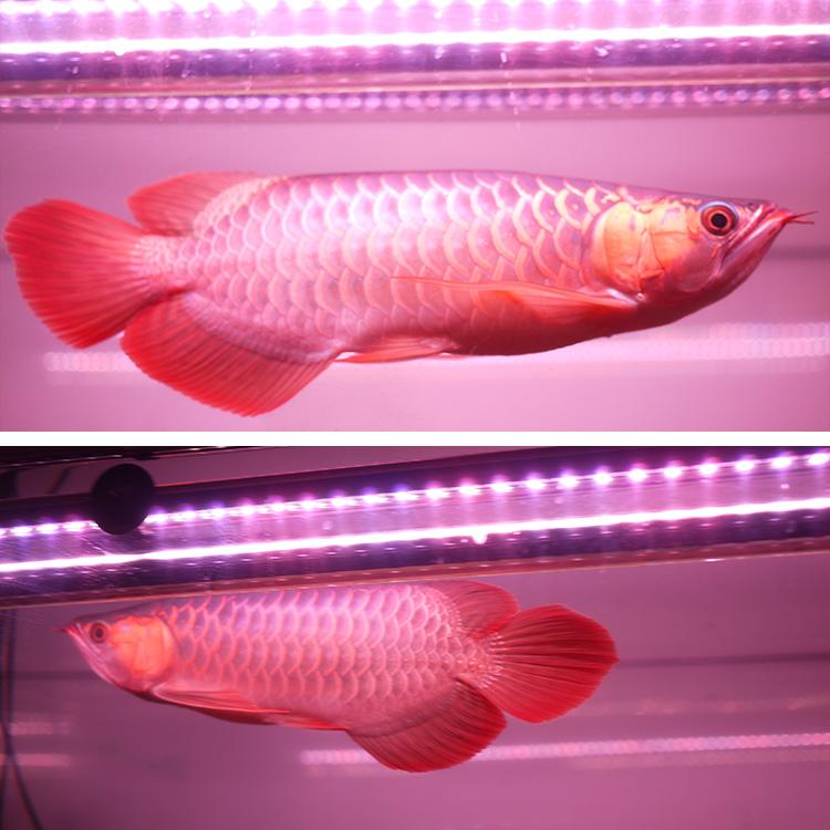 アロワナ ライト 紅龍 1cm水槽用 真朱龍灯 ナチュラルレッド Ex 旧スーパーレッド レベル1 Led 2列 水中 照明 水中蛍光灯 でんらい Ar1 Ex Ar Ex 送料無料 Ar1 Ex でんらい 通販 Yahoo ショッピング アロワナ ライト 紅龍 1cm水槽用 真朱龍灯 ナチュラルレッド Ex 旧スーパーレッド レベル1 Led 2列 水中 照明 水中蛍光灯 でんらい Ar1 Ex Ar Ex 送料無料 Ar1 Ex でんらい 通販 Yahoo ショッピング