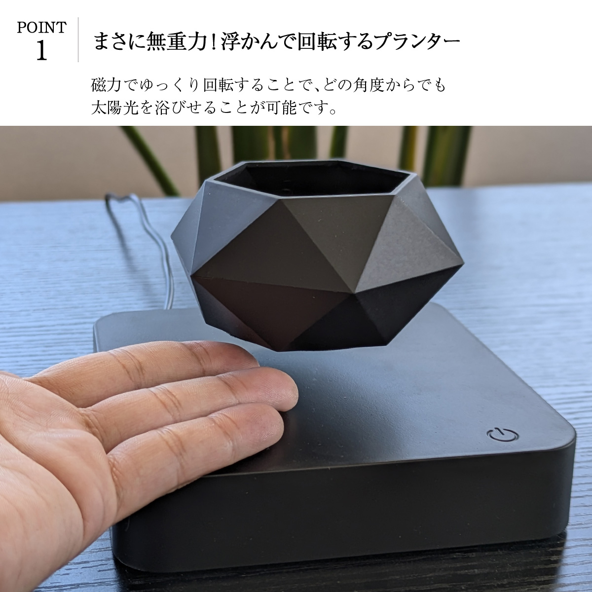 desk-plant-01.jpg
