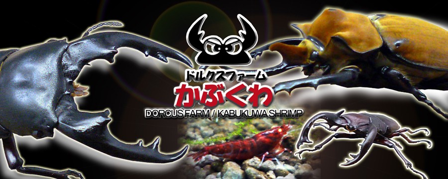 ドルクスファーム・KABUKUWAshrimp ヘッダー画像